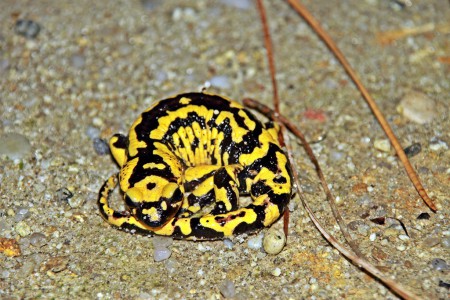 salamandra de pintas amarelas(Salamandra salamandra)